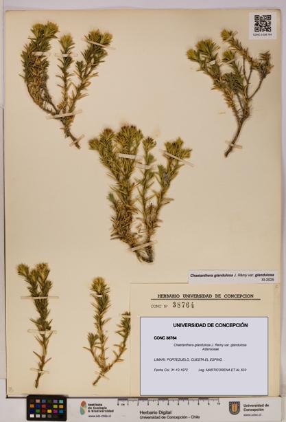 Chaetanthera glandulosa var. glandulosa [Espécimen: UDEC:CONC:0038764]