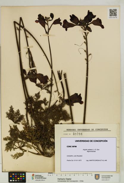 Argylia radiata [Espécimen: UDEC:CONC:0038766]