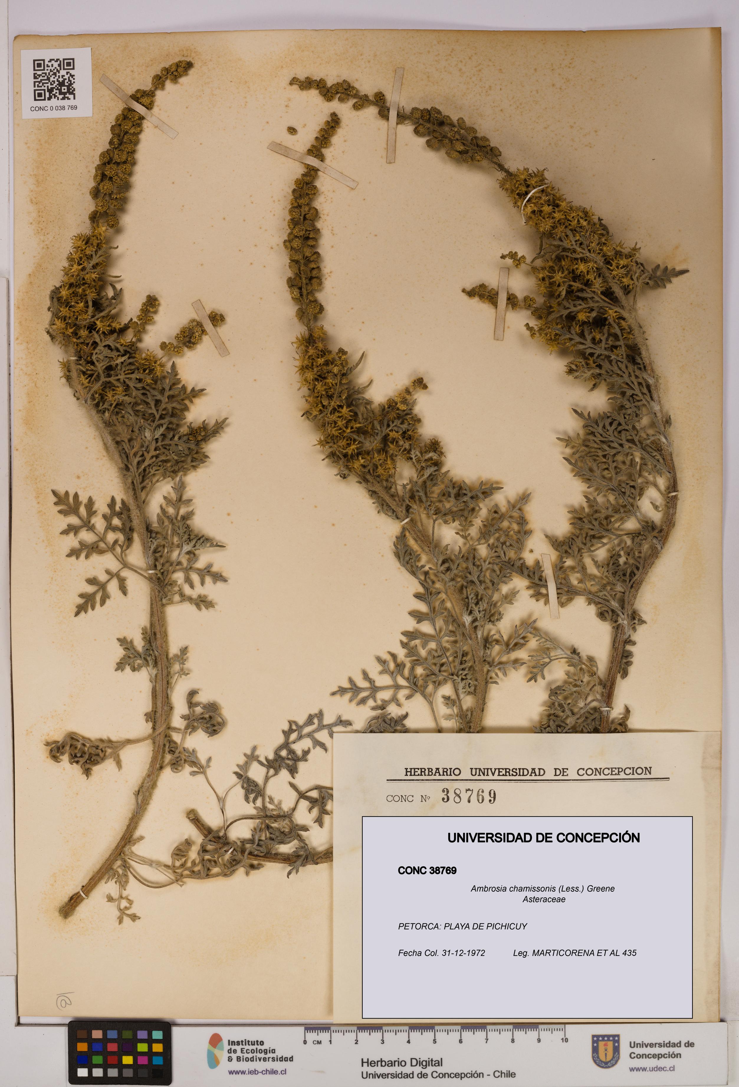 Ambrosia chamissonis [Espécimen: UDEC:CONC:0038769]