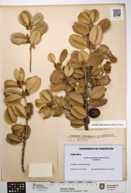 Gayella valparadisaea [Espécimen: UDEC:CONC:0038770]