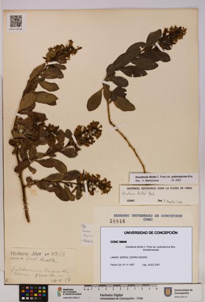 Escallonia illinita [Espécimen: UDEC:CONC:0038846]