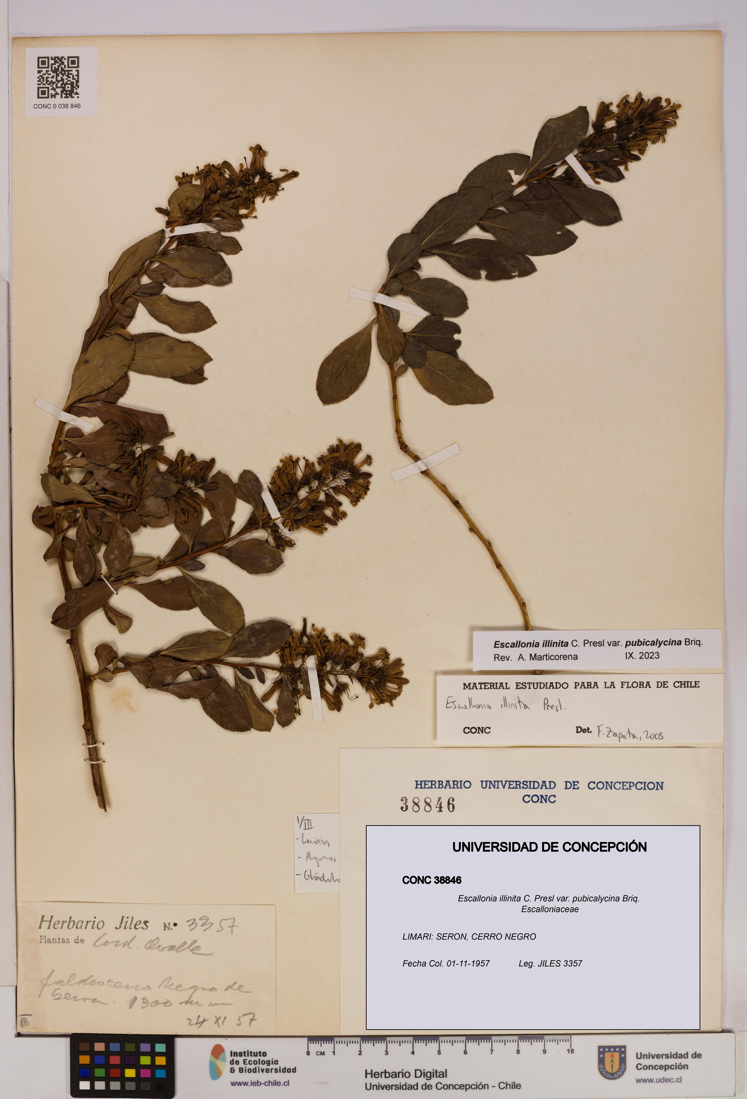Escallonia illinita [Espécimen: UDEC:CONC:0038846]