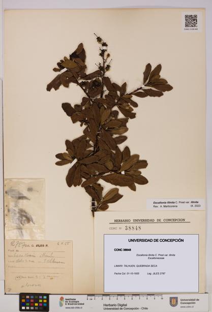 Escallonia illinita [Espécimen: UDEC:CONC:0038848]