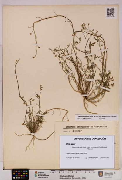 Adesmia tenella var. misera [Espécimen: UDEC:CONC:0038897]