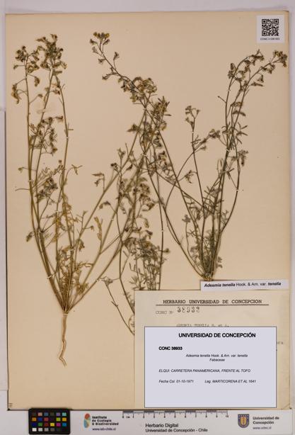 Adesmia tenella var. tenella [Espécimen: UDEC:CONC:0038933]