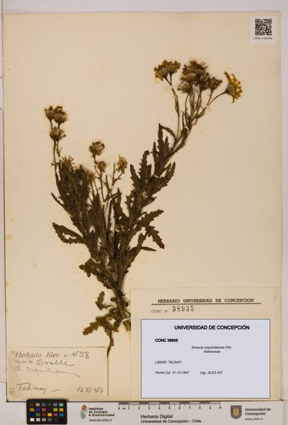 Senecio coquimbensis [Espécimen: UDEC:CONC:0038935]