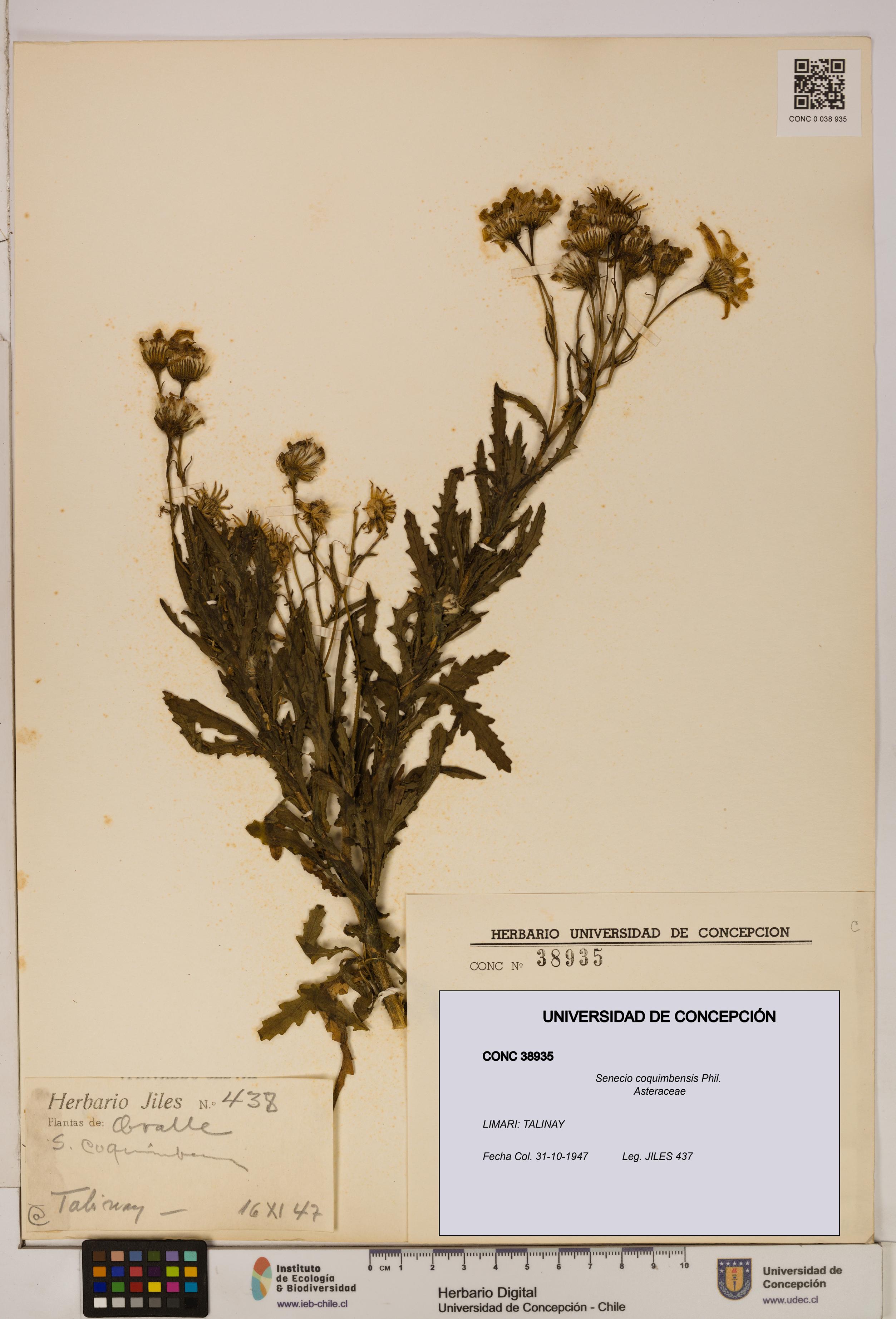 Senecio coquimbensis [Espécimen: UDEC:CONC:0038935]