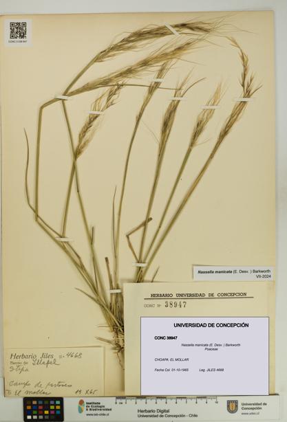 Nassella manicata [Espécimen: UDEC:CONC:0038947]