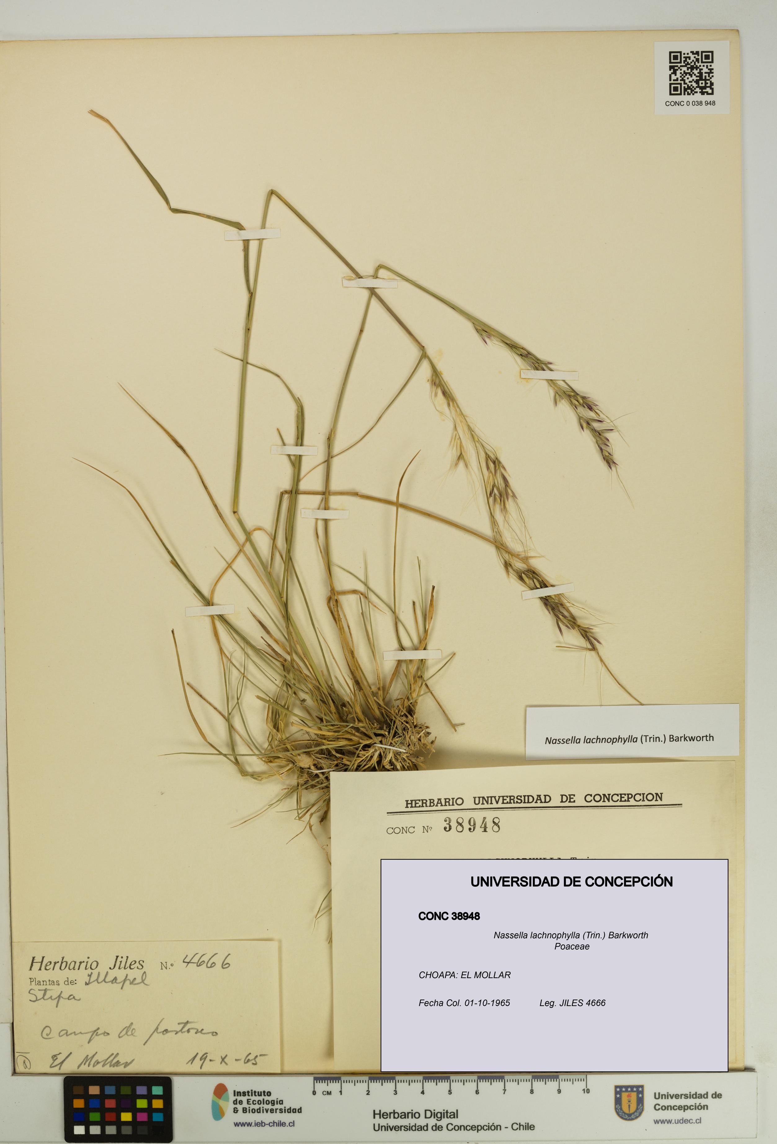 Nassella lachnophylla [Espécimen: UDEC:CONC:0038948]