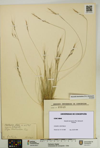 Nassella laevissima [Espécimen: UDEC:CONC:0038949]