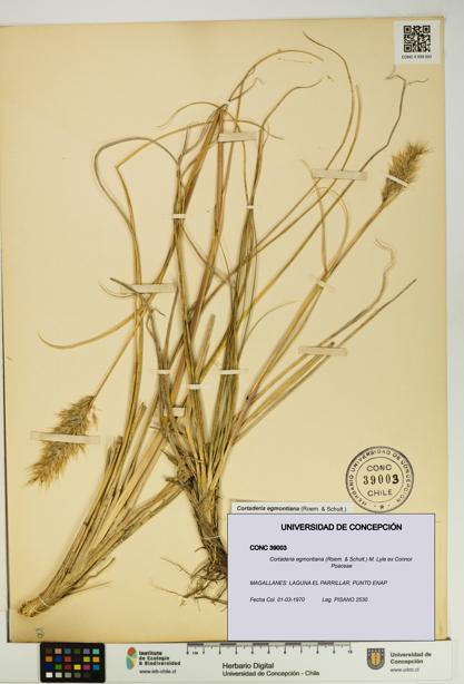 Cortaderia egmontiana [Espécimen: UDEC:CONC:0039003]