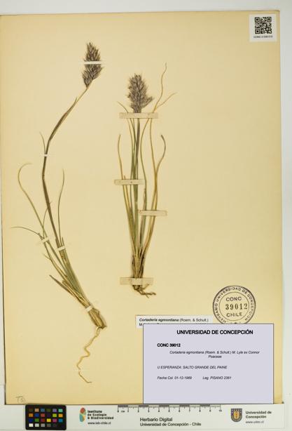 Cortaderia egmontiana [Espécimen: UDEC:CONC:0039012]