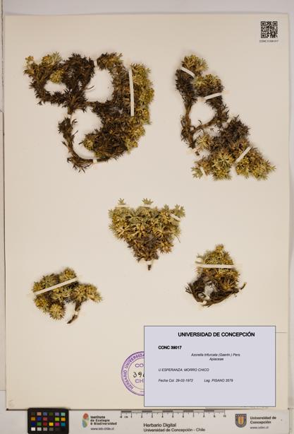 Azorella trifurcata [Espécimen: ]