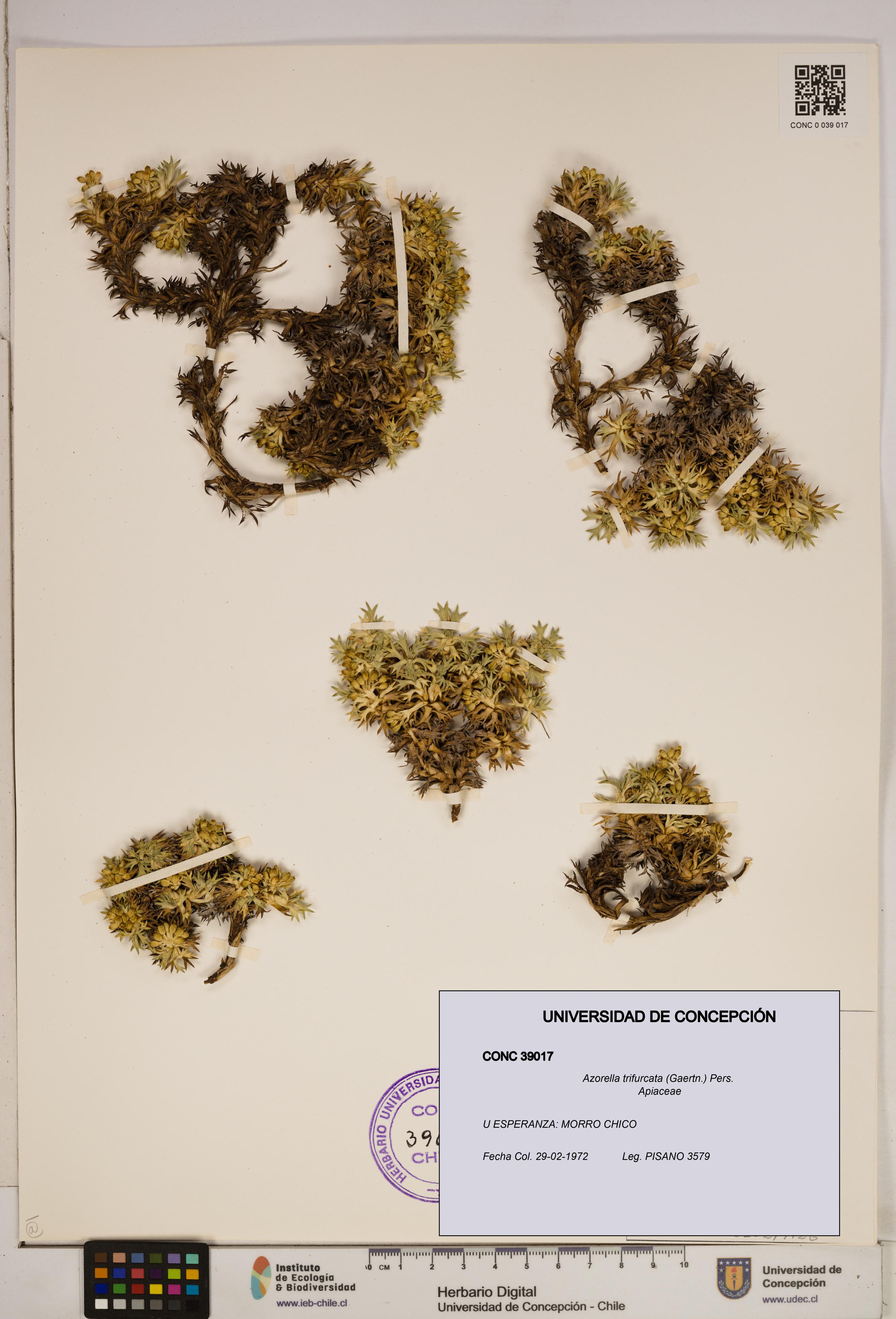 Azorella trifurcata [Espécimen: ]