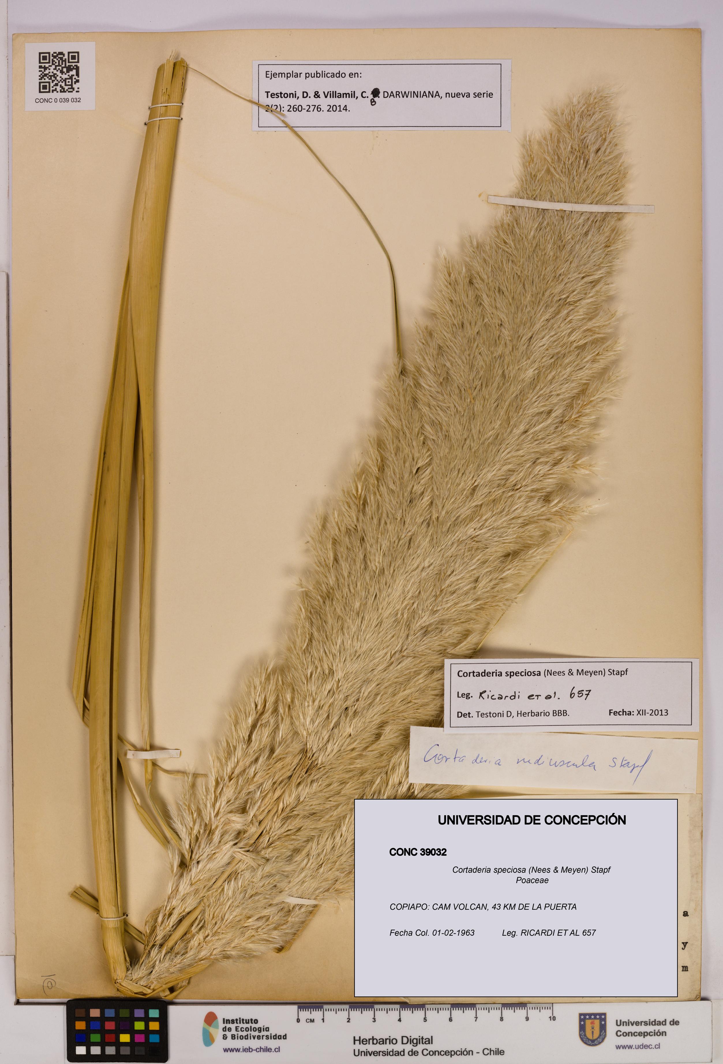 Cortaderia speciosa [Espécimen: UDEC:CONC:0039032]