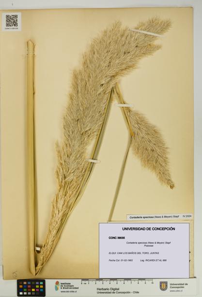 Cortaderia speciosa [Espécimen: UDEC:CONC:0039035]