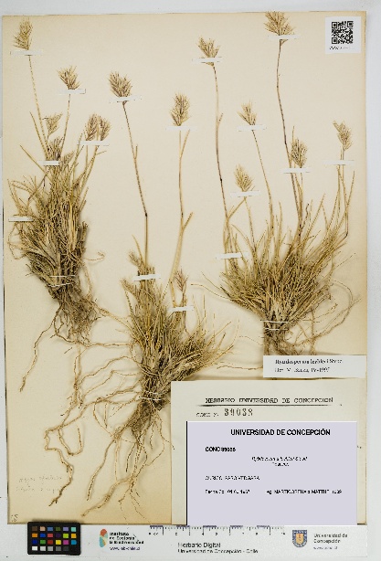 Rytidosperma lechleri [Espécimen: UDEC:CONC:0039038]