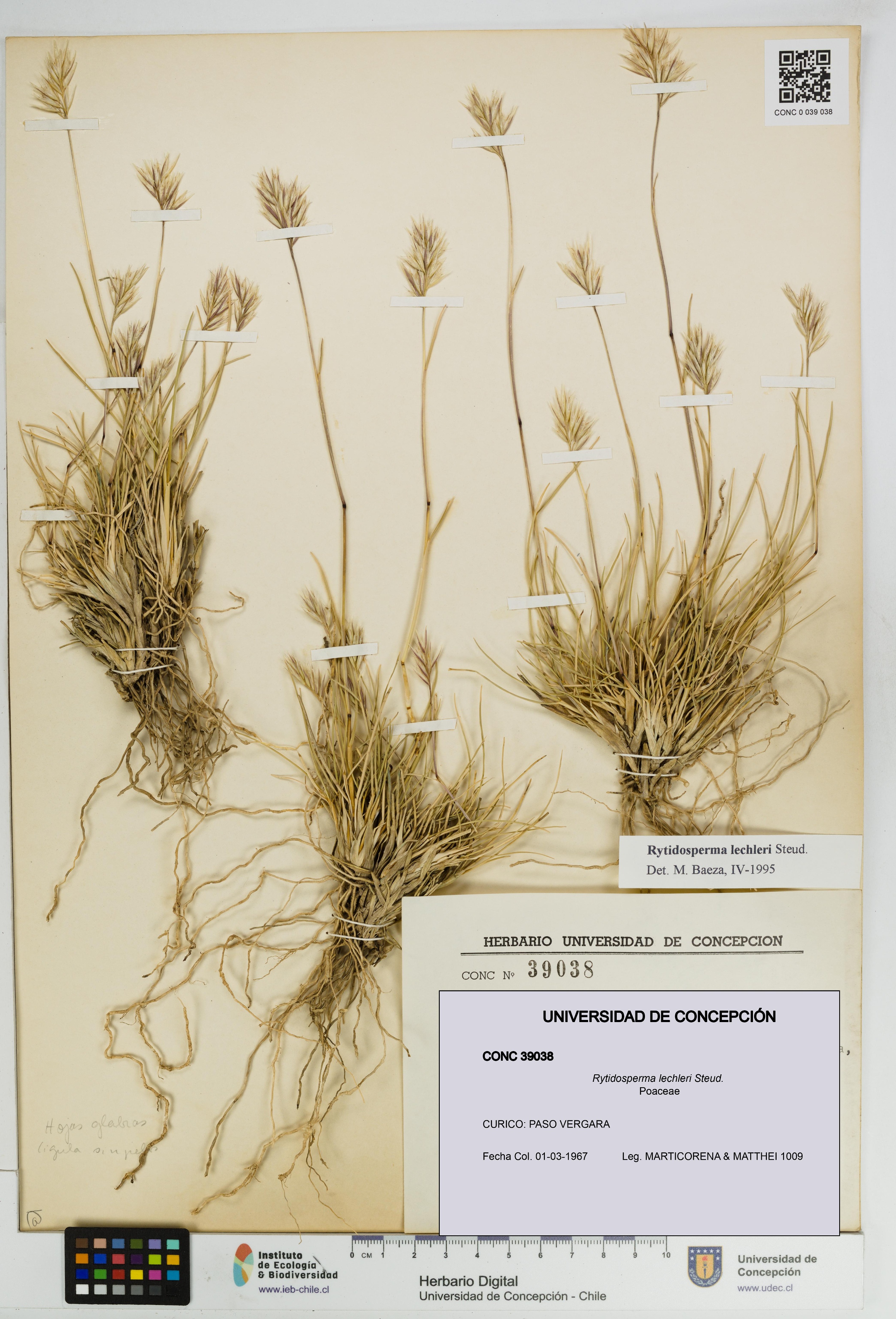 Rytidosperma lechleri [Espécimen: UDEC:CONC:0039038]