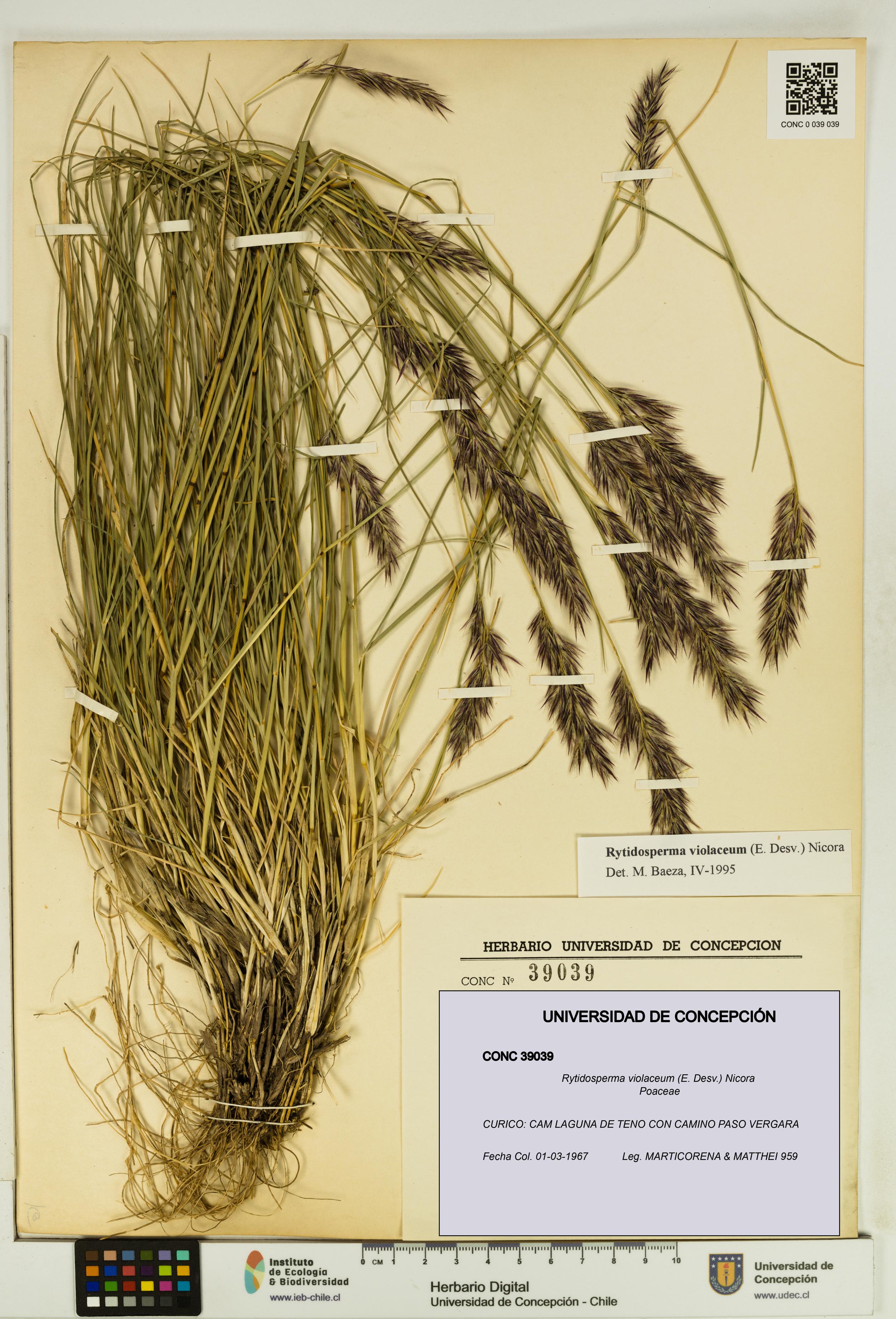 Rytidosperma violaceum [Espécimen: UDEC:CONC:0039039]