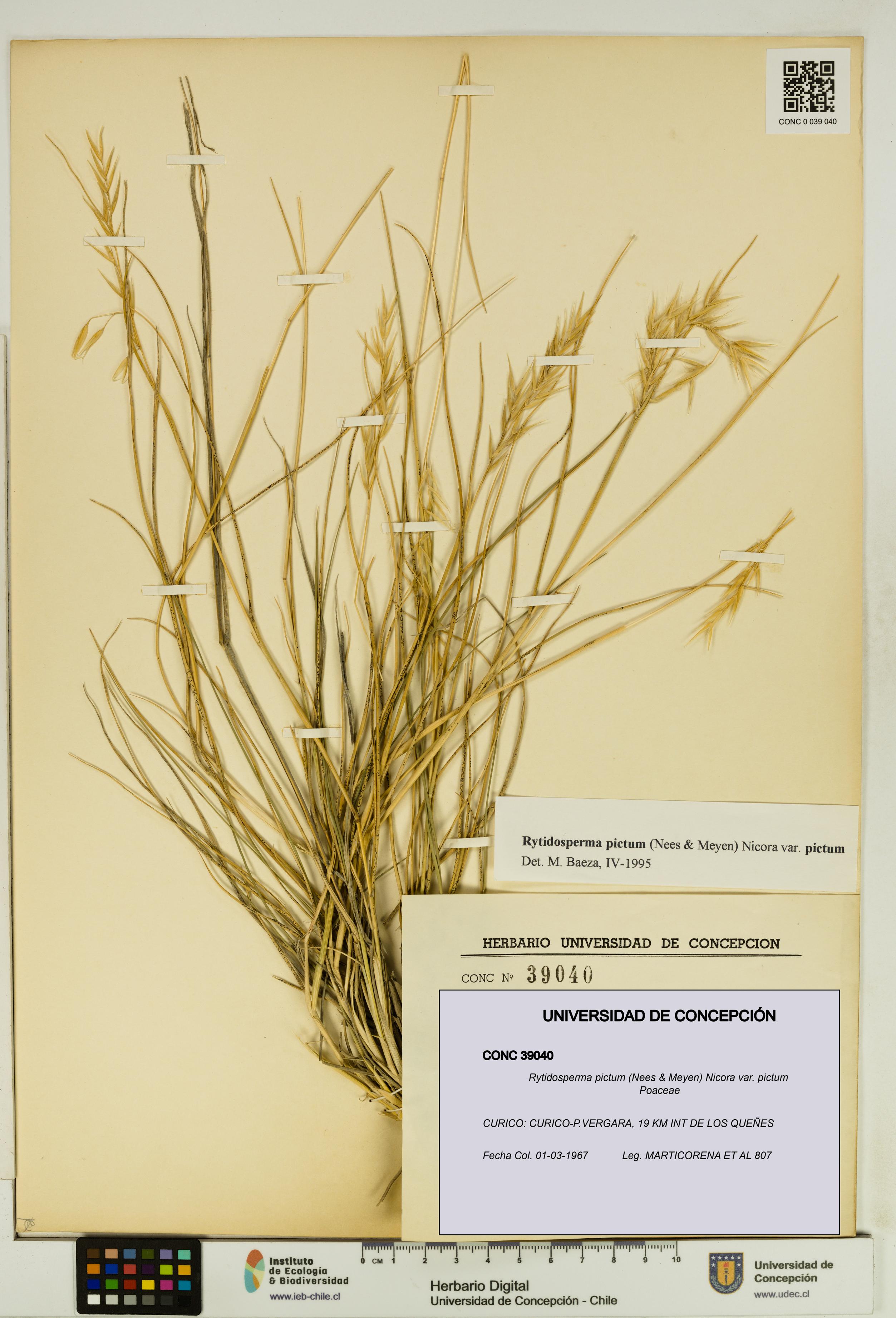 Rytidosperma pictum var. pictum [Espécimen: UDEC:CONC:0039040]