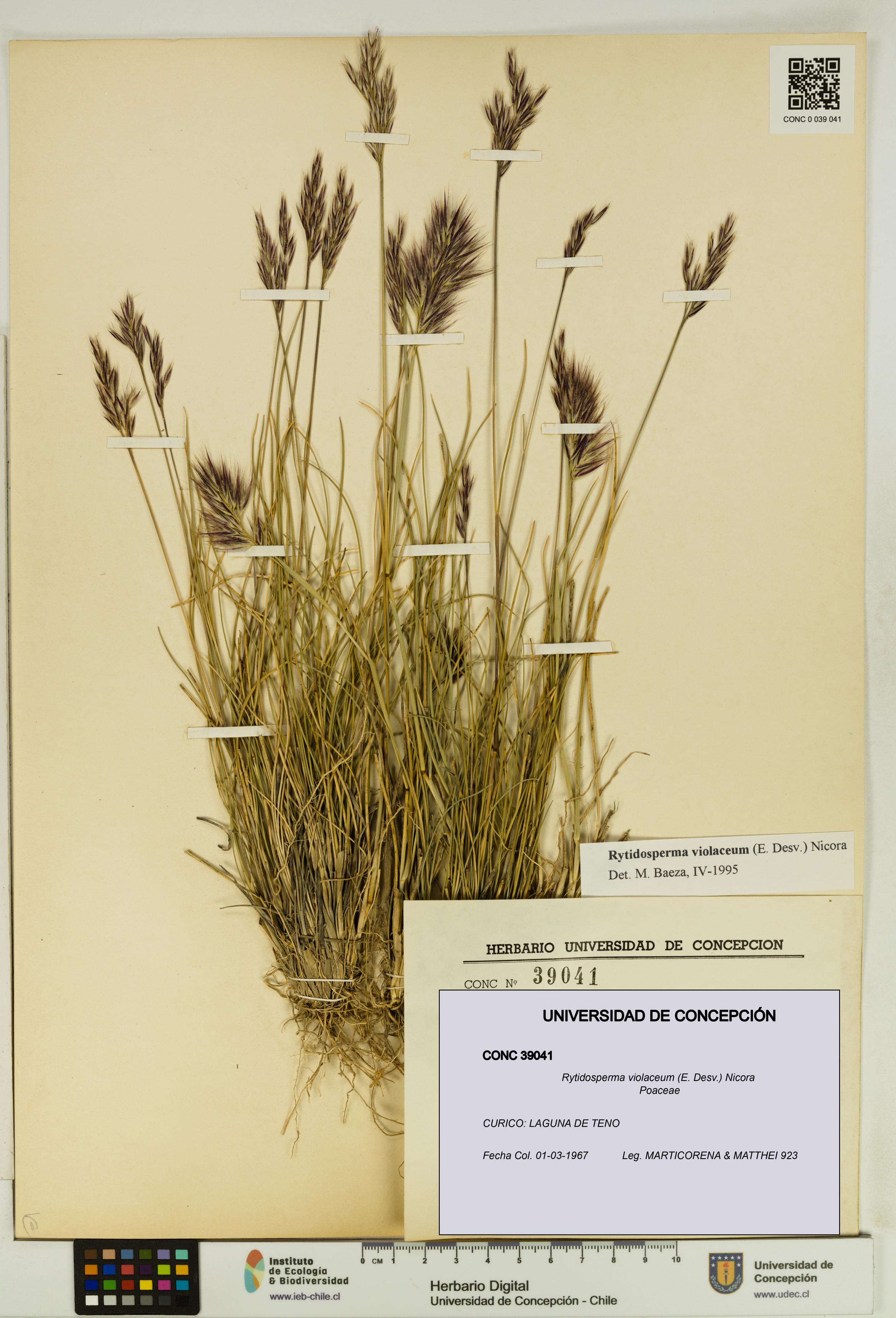 Rytidosperma violaceum [Espécimen: UDEC:CONC:0039041]