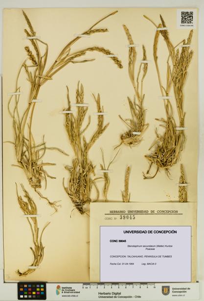 Stenotaphrum secundatum [Espécimen: UDEC:CONC:0039045]