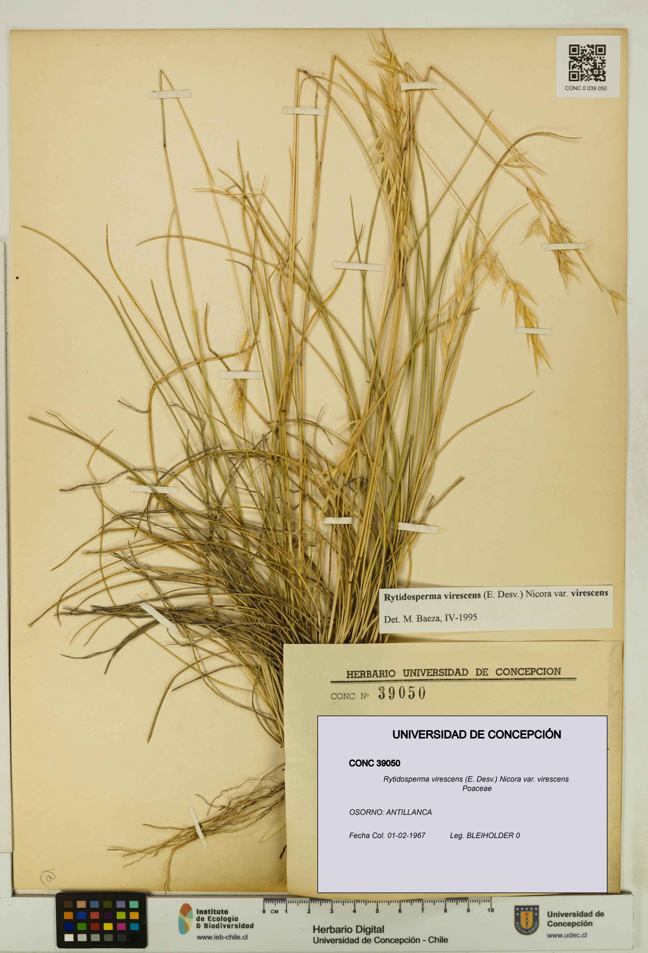 Rytidosperma virescens var. virescens [Espécimen: UDEC:CONC:0039050]