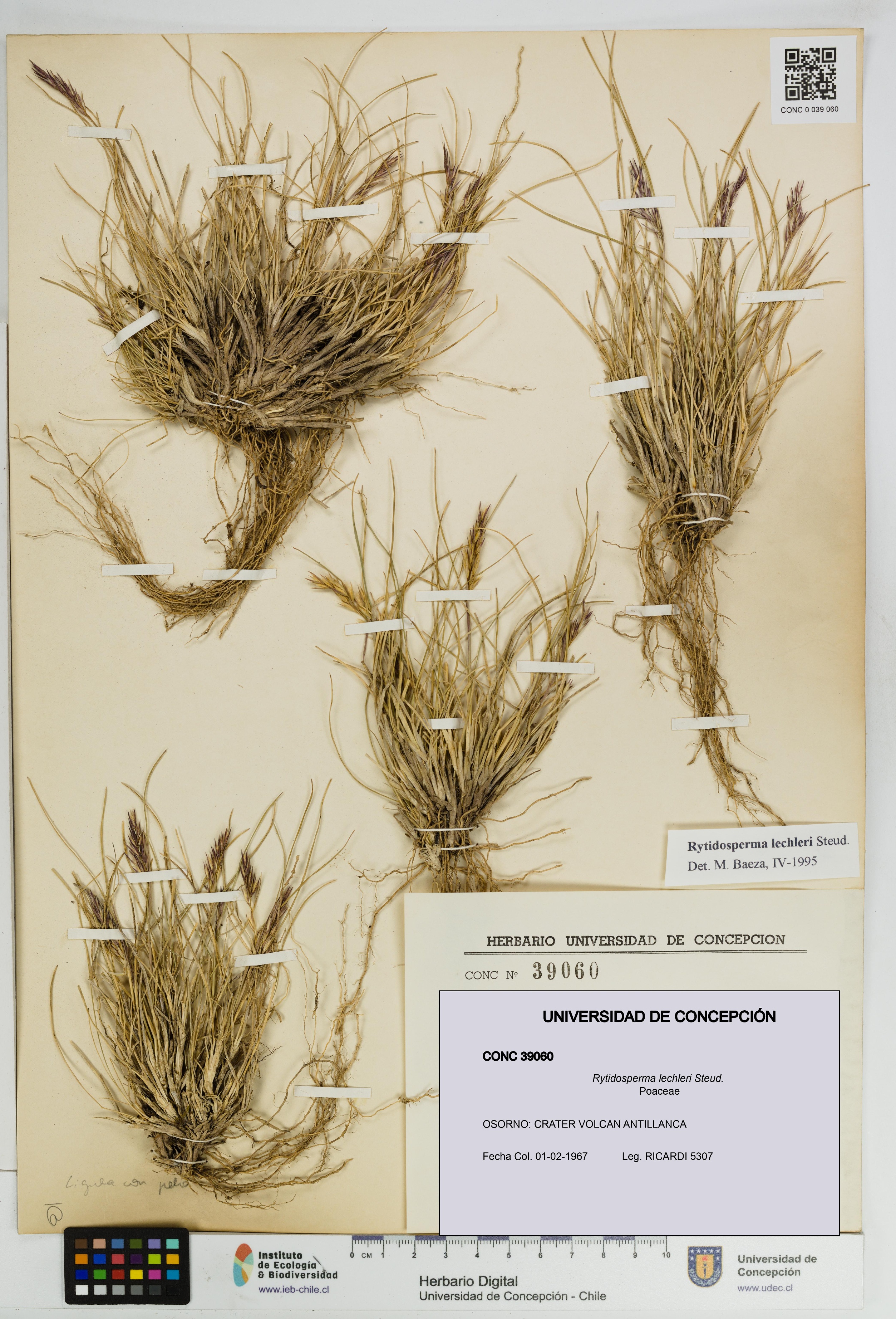 Rytidosperma lechleri [Espécimen: UDEC:CONC:0039060]