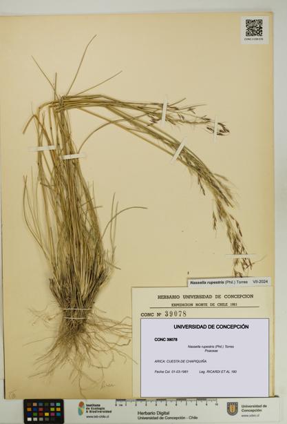 Nassella rupestris [Espécimen: UDEC:CONC:0039078]
