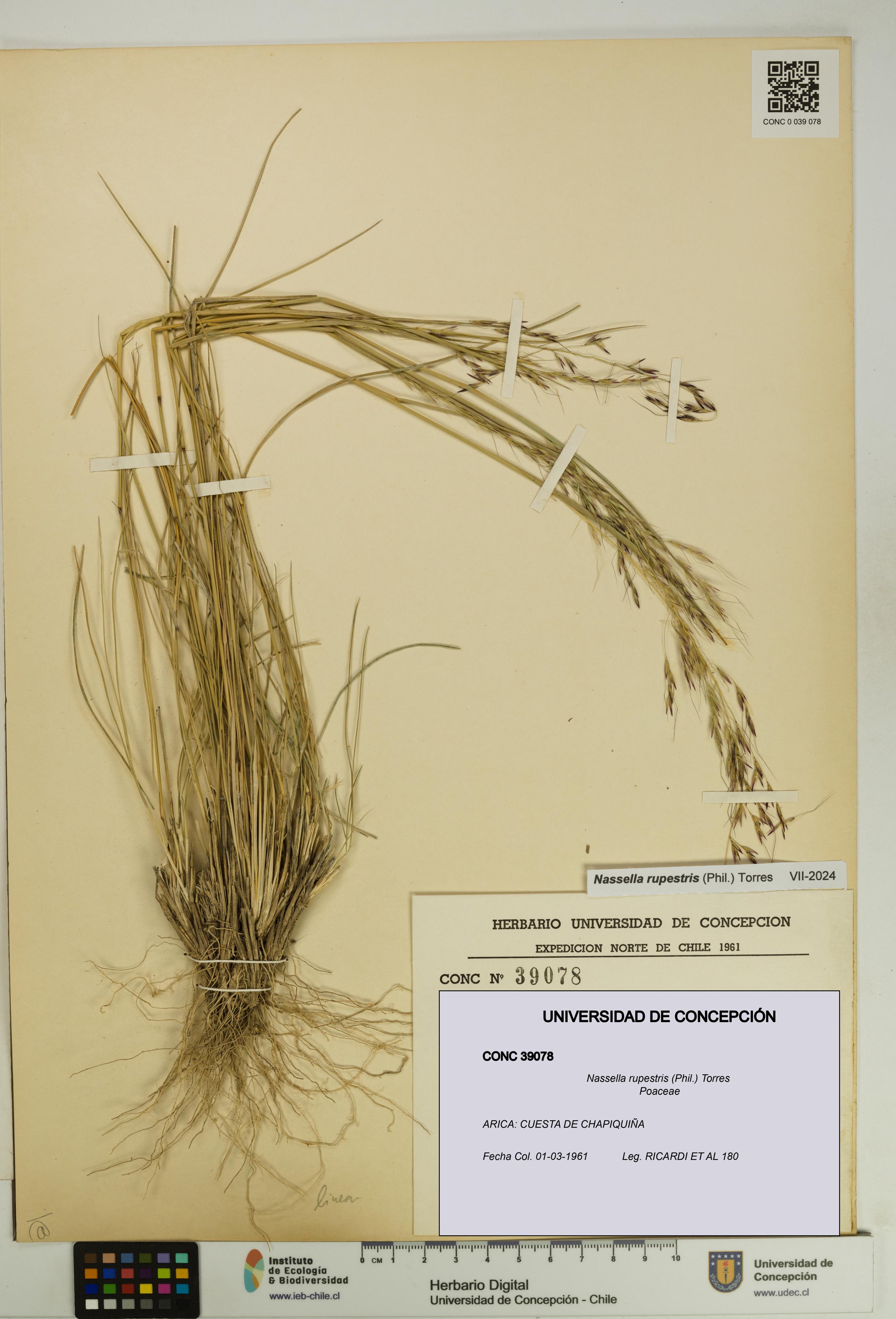Nassella rupestris [Espécimen: UDEC:CONC:0039078]