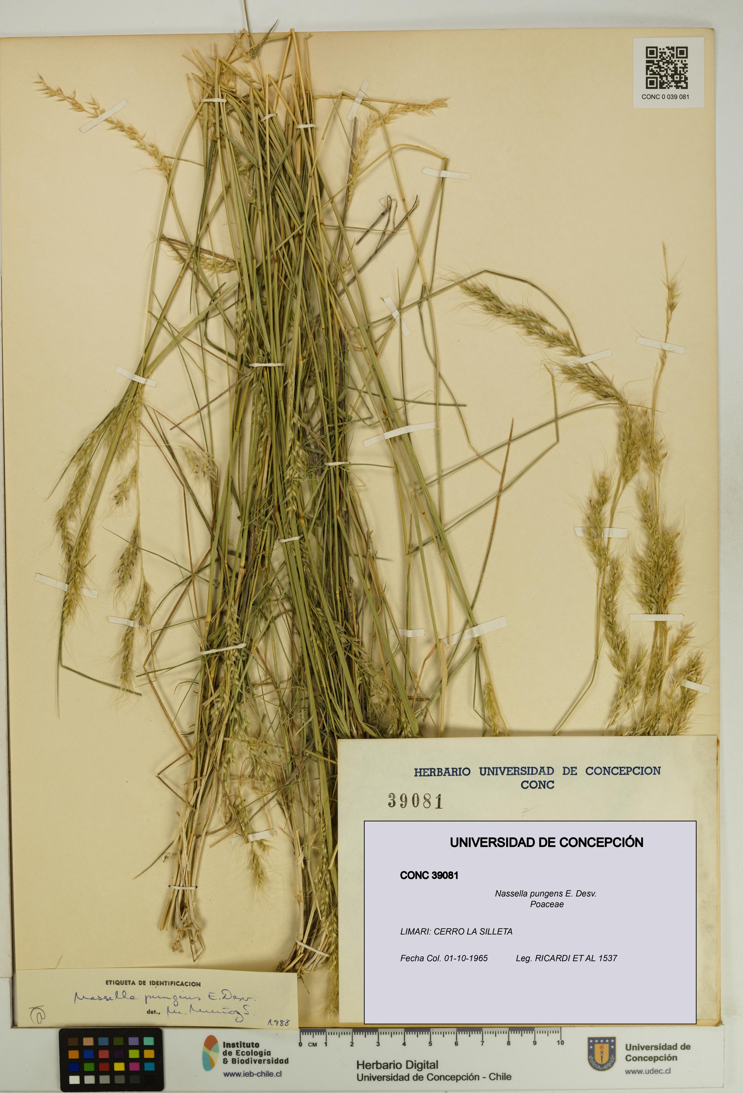 Nassella pungens [Espécimen: UDEC:CONC:0039081]