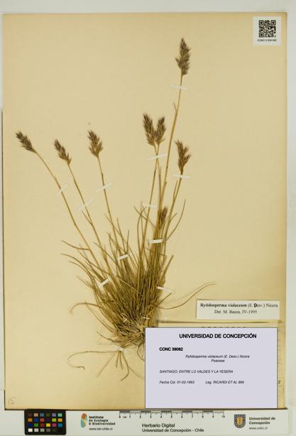 Rytidosperma violaceum [Espécimen: UDEC:CONC:0039082]