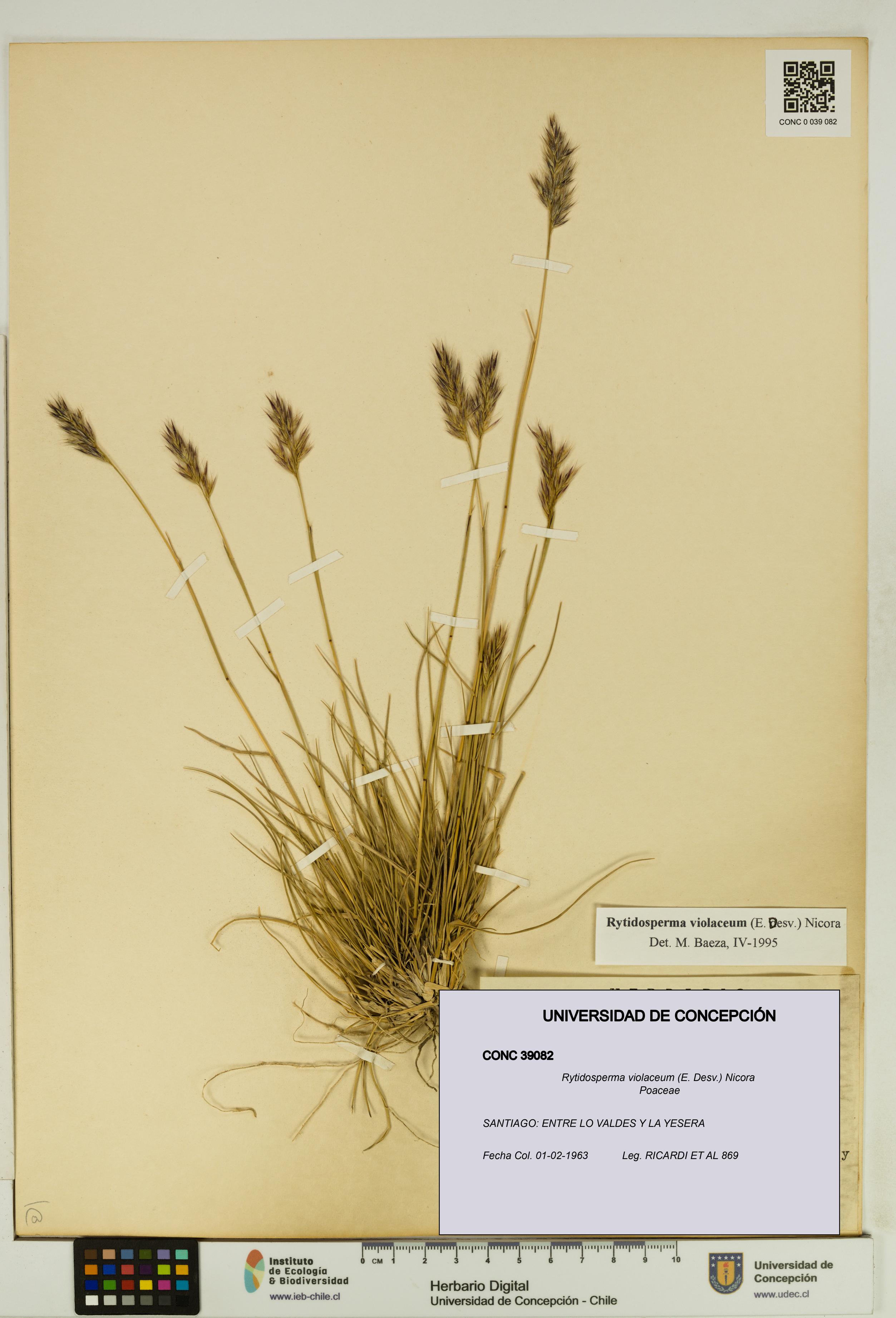 Rytidosperma violaceum [Espécimen: UDEC:CONC:0039082]