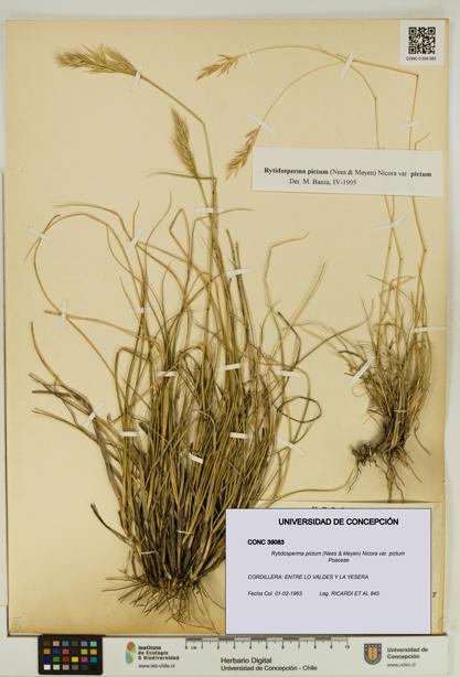 Rytidosperma pictum var. pictum [Espécimen: UDEC:CONC:0039083]