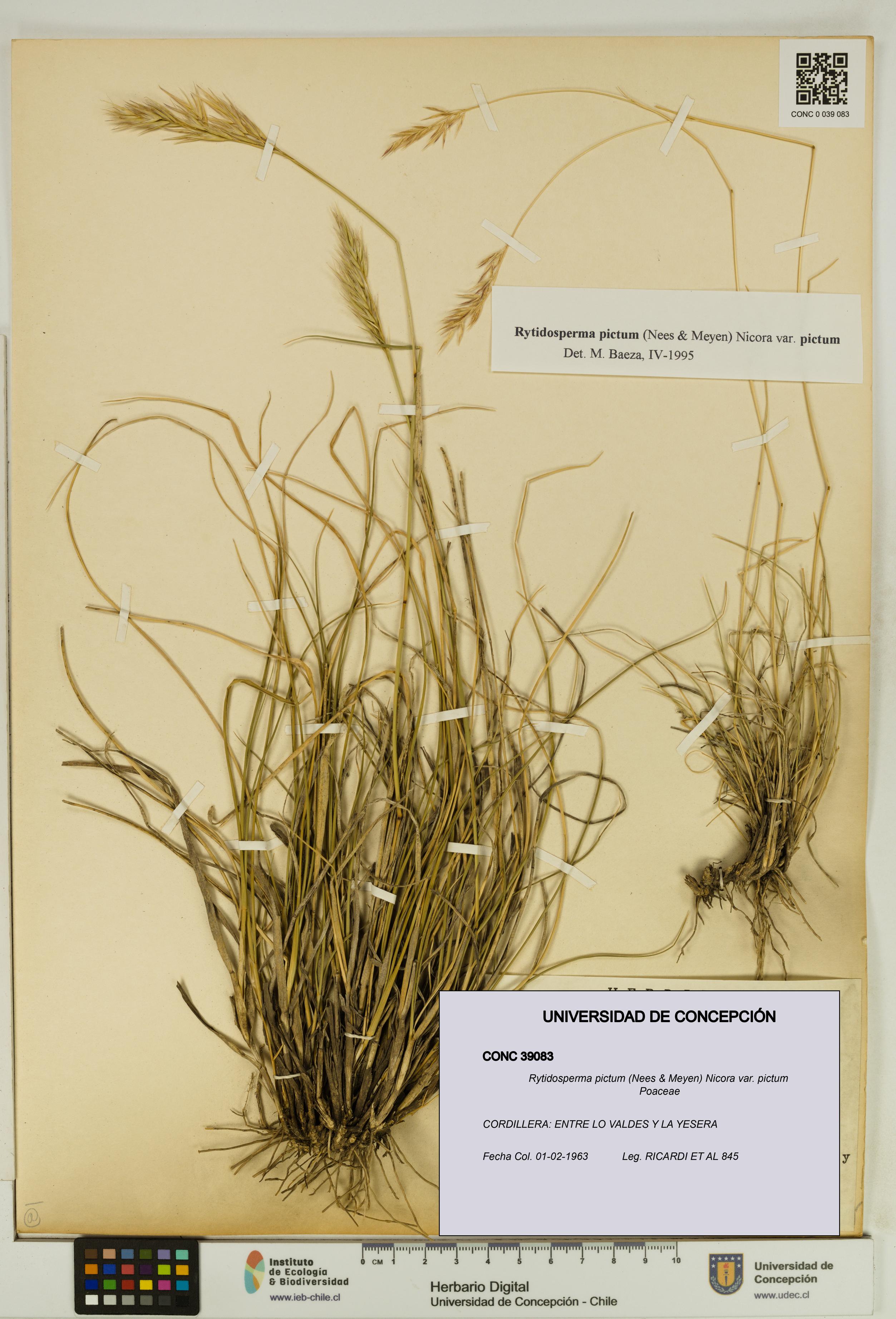 Rytidosperma pictum var. pictum [Espécimen: UDEC:CONC:0039083]