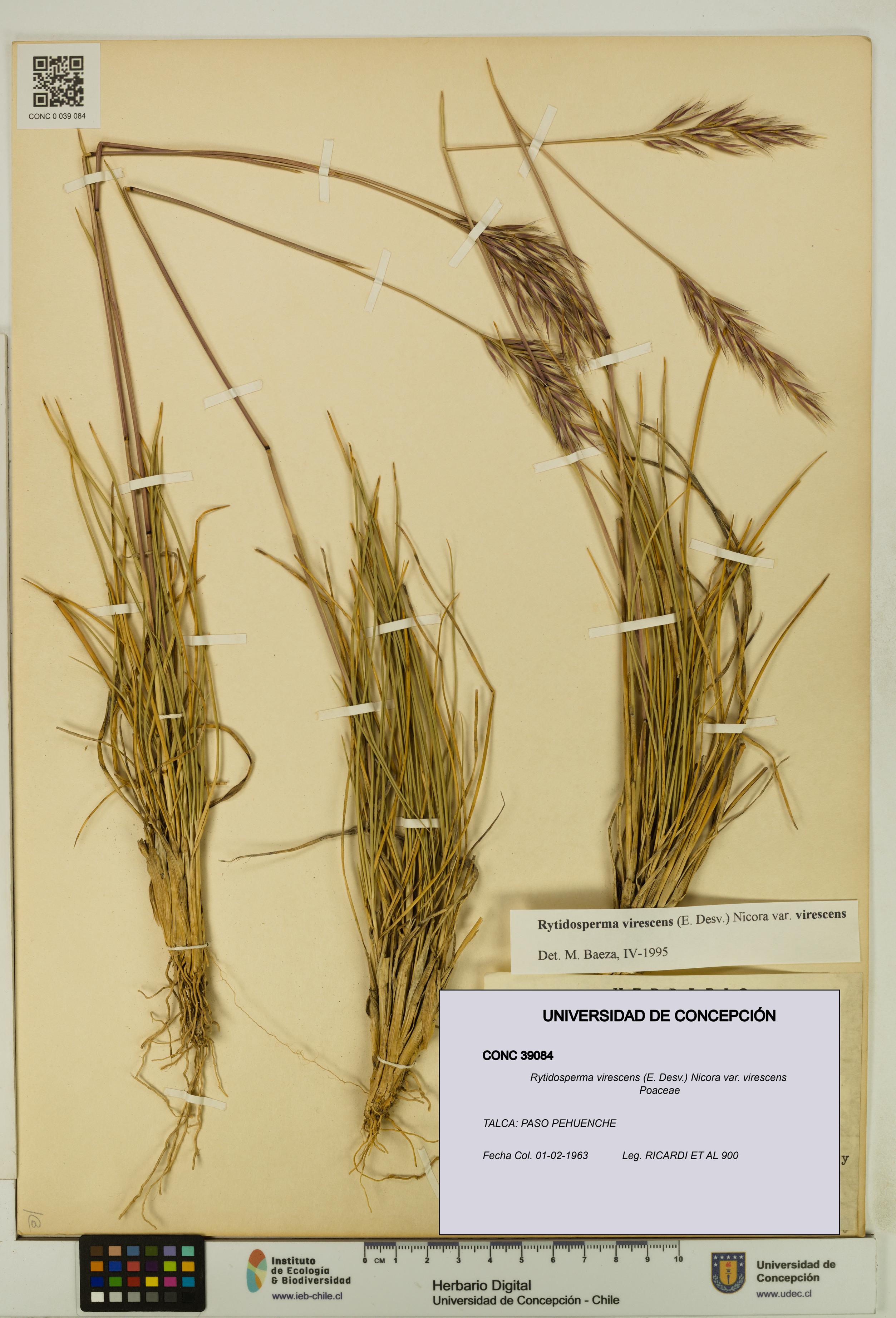 Rytidosperma virescens var. virescens [Espécimen: UDEC:CONC:0039084]
