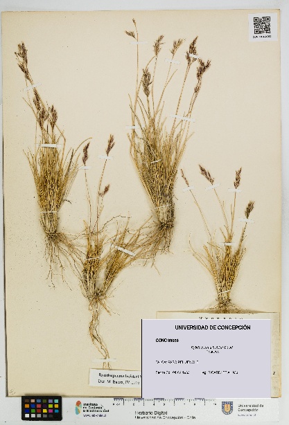 Rytidosperma lechleri [Espécimen: UDEC:CONC:0039086]