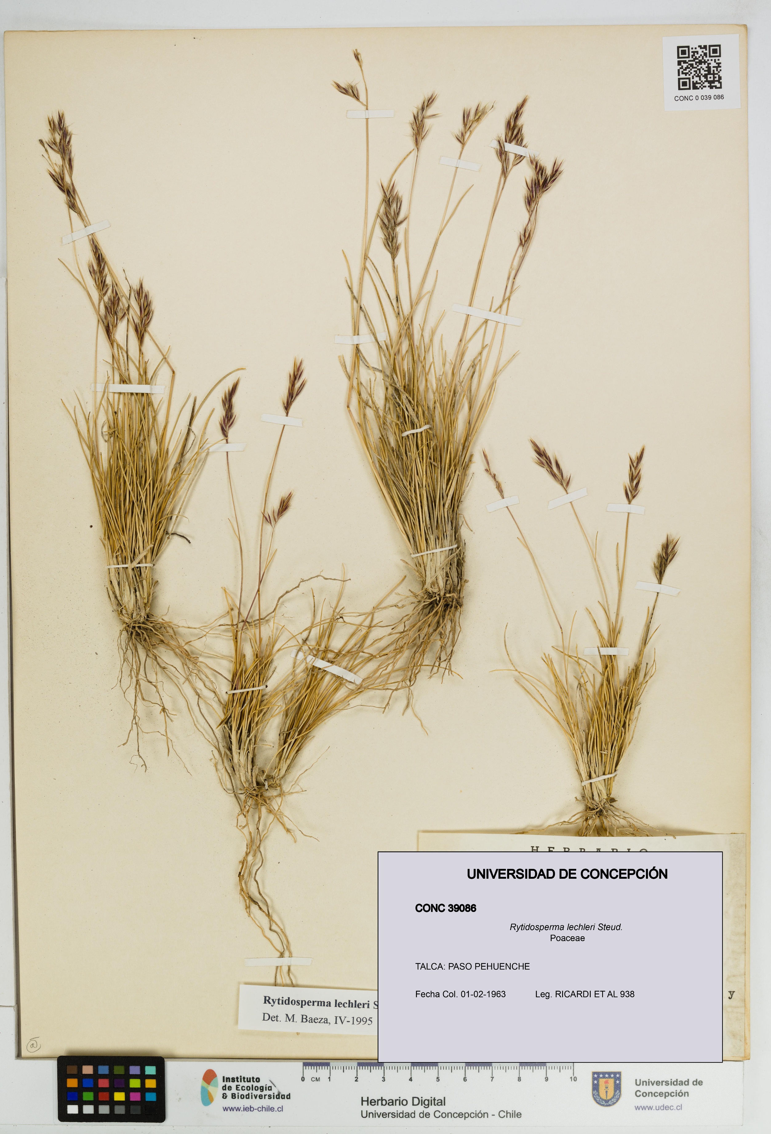 Rytidosperma lechleri [Espécimen: UDEC:CONC:0039086]