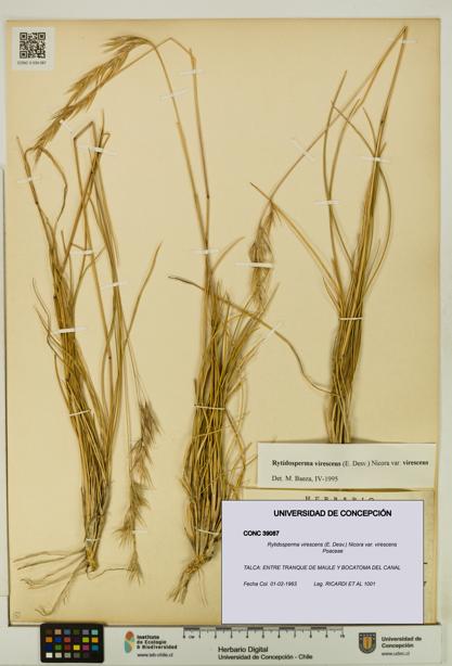 Rytidosperma virescens var. virescens [Espécimen: UDEC:CONC:0039087]