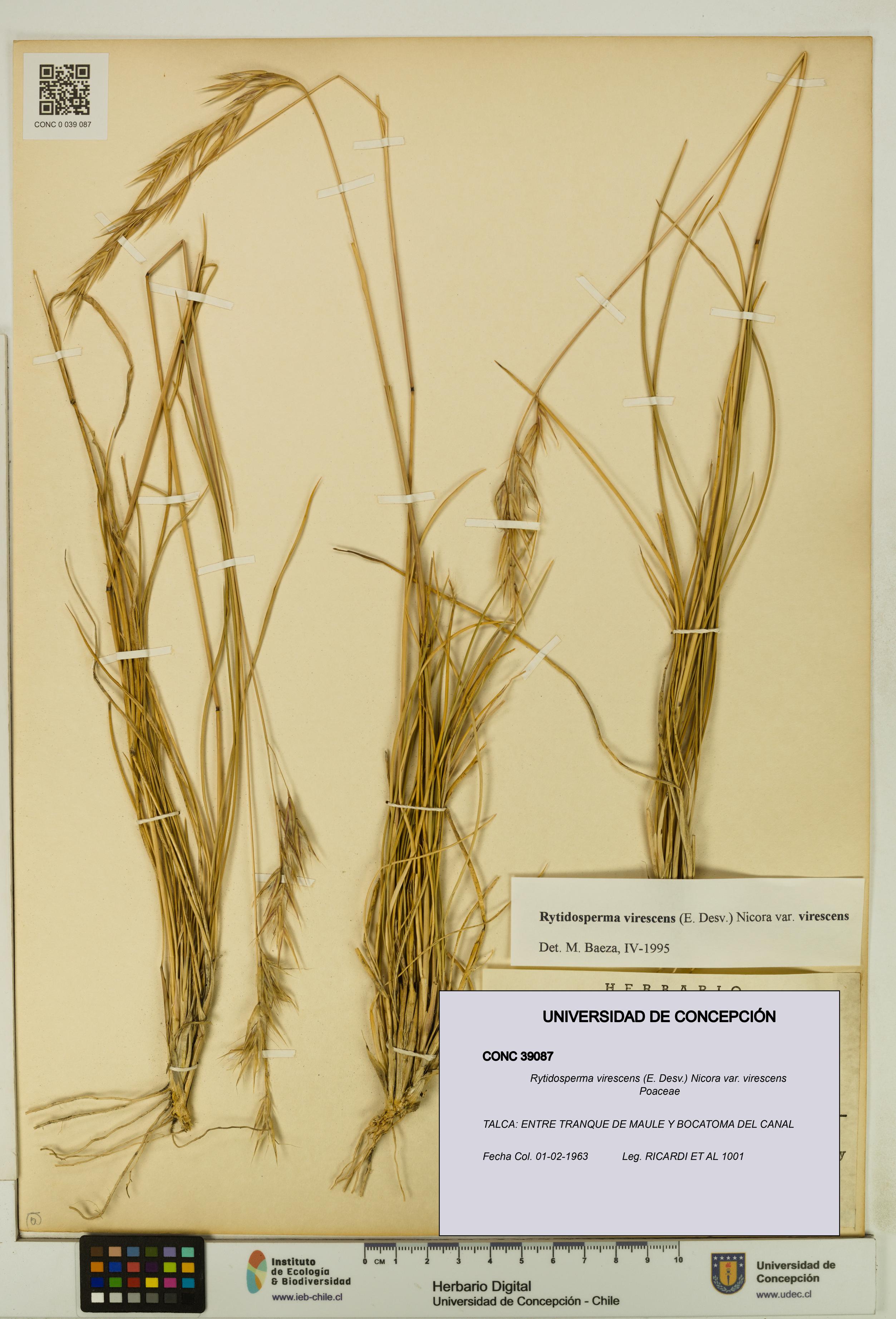 Rytidosperma virescens var. virescens [Espécimen: UDEC:CONC:0039087]