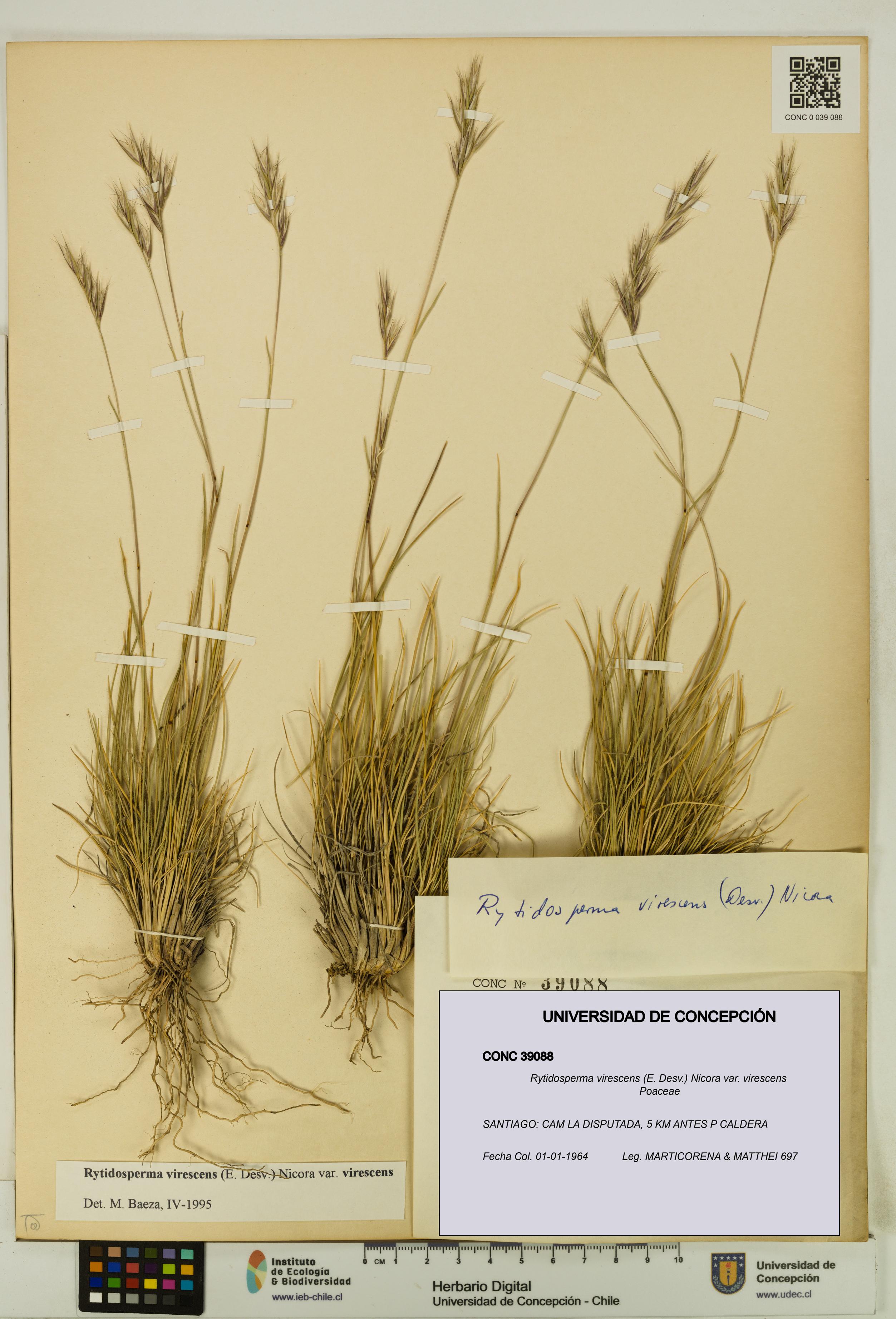 Rytidosperma virescens var. virescens [Espécimen: UDEC:CONC:0039088]
