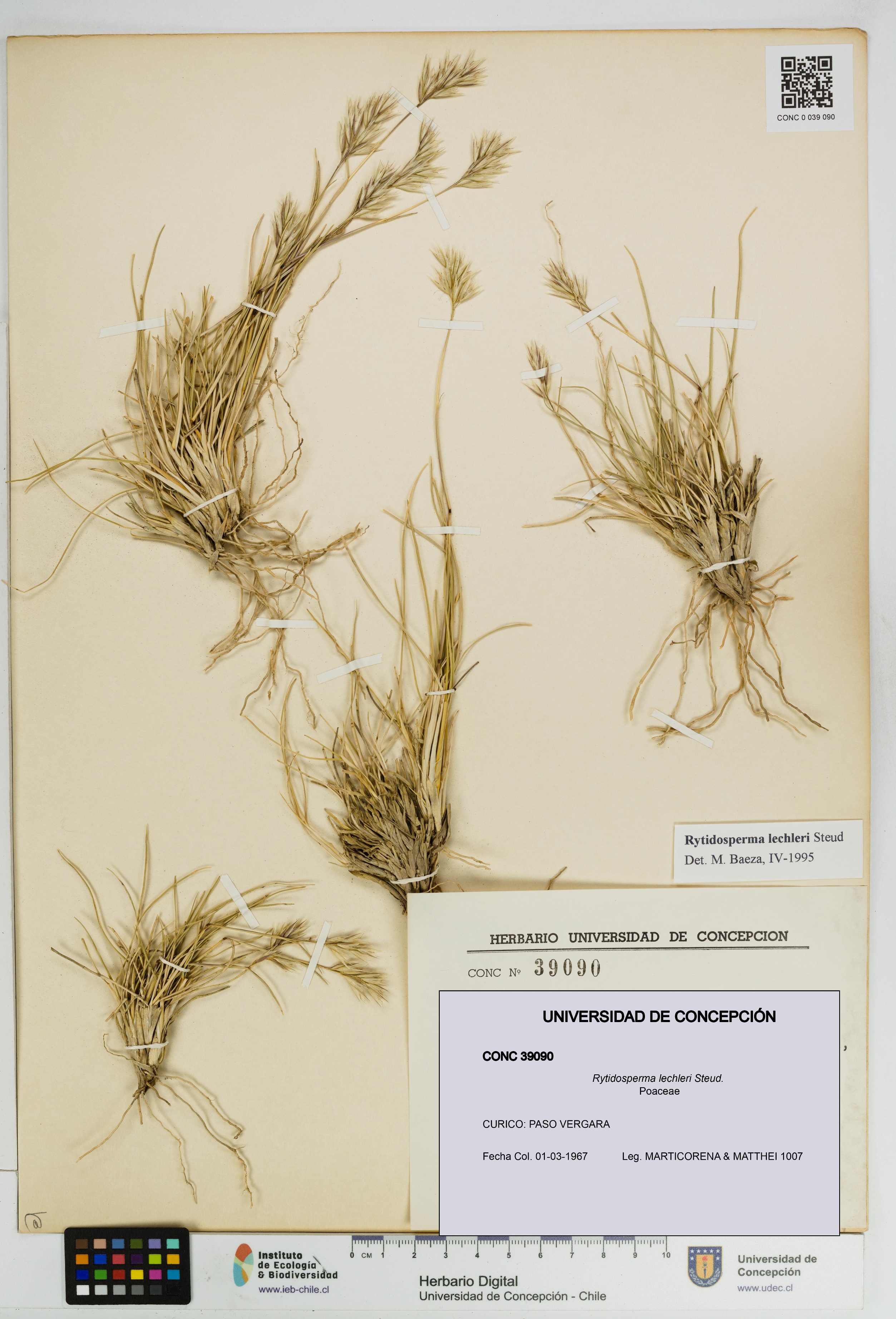 Rytidosperma lechleri [Espécimen: UDEC:CONC:0039090]