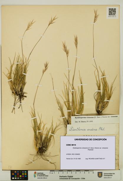 Rytidosperma virescens var. virescens [Espécimen: UDEC:CONC:0039113]