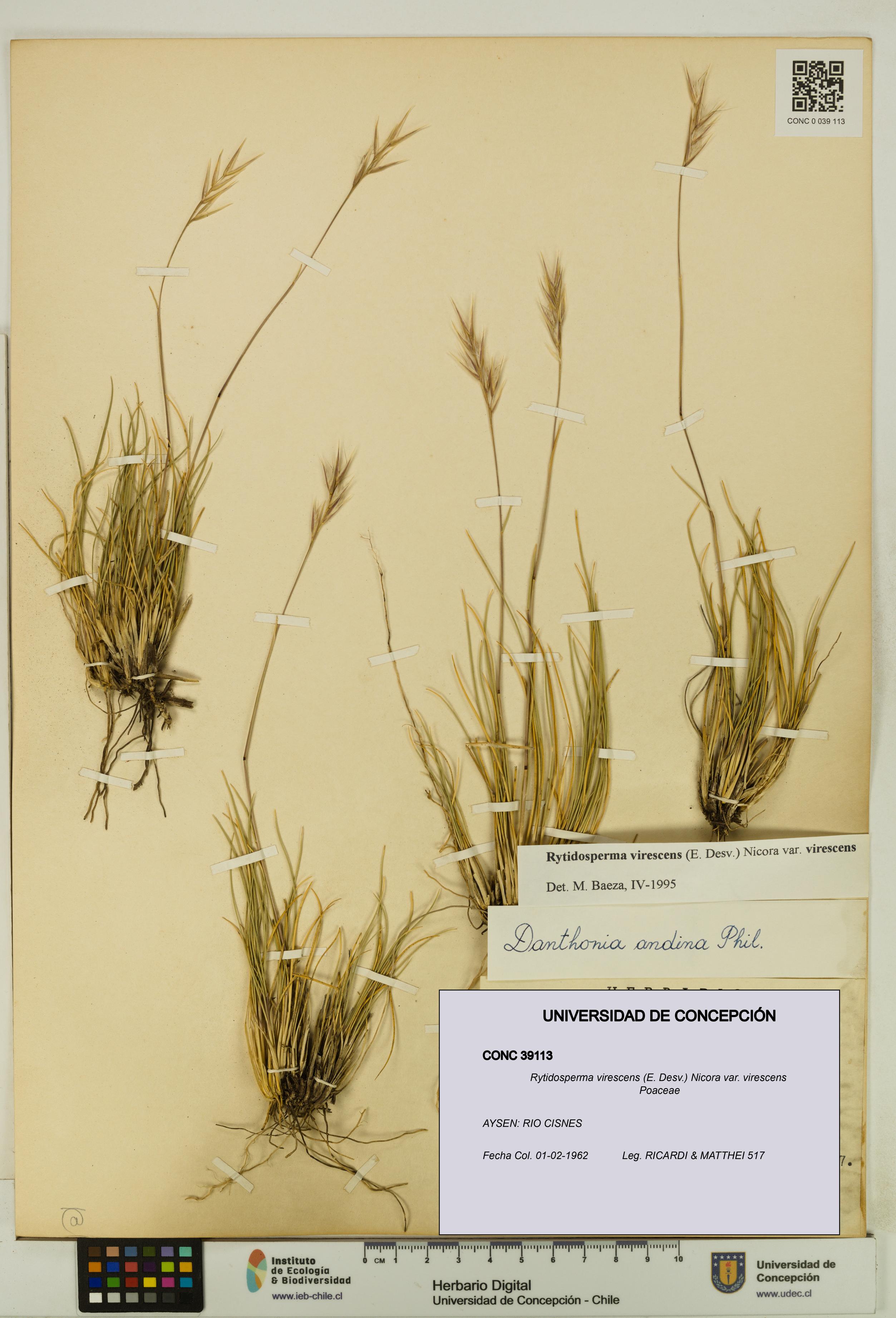 Rytidosperma virescens var. virescens [Espécimen: UDEC:CONC:0039113]