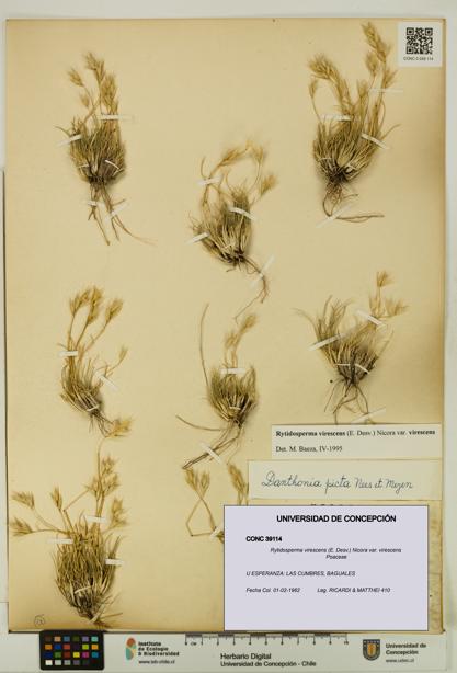 Rytidosperma virescens var. virescens [Espécimen: UDEC:CONC:0039114]