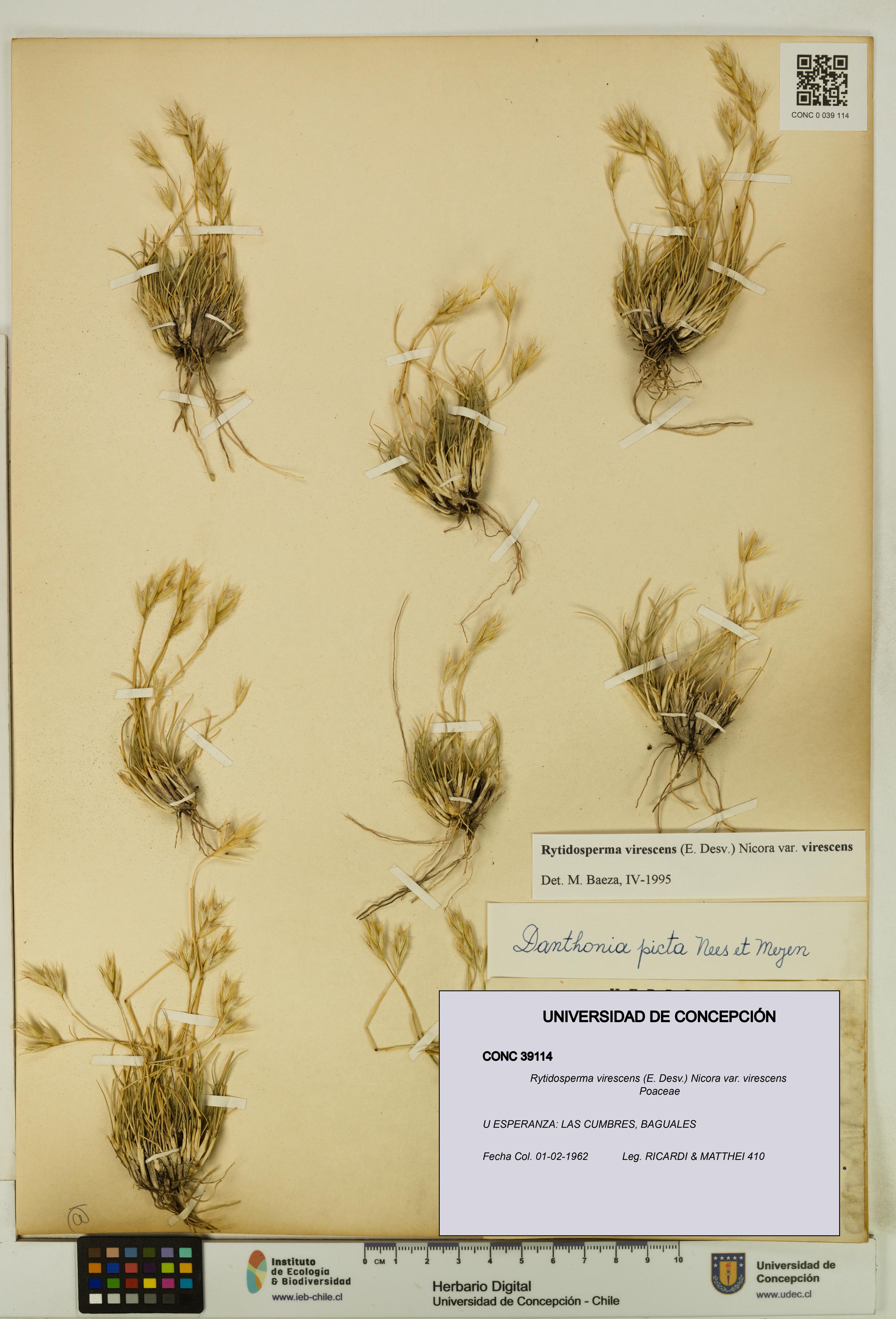 Rytidosperma virescens var. virescens [Espécimen: UDEC:CONC:0039114]