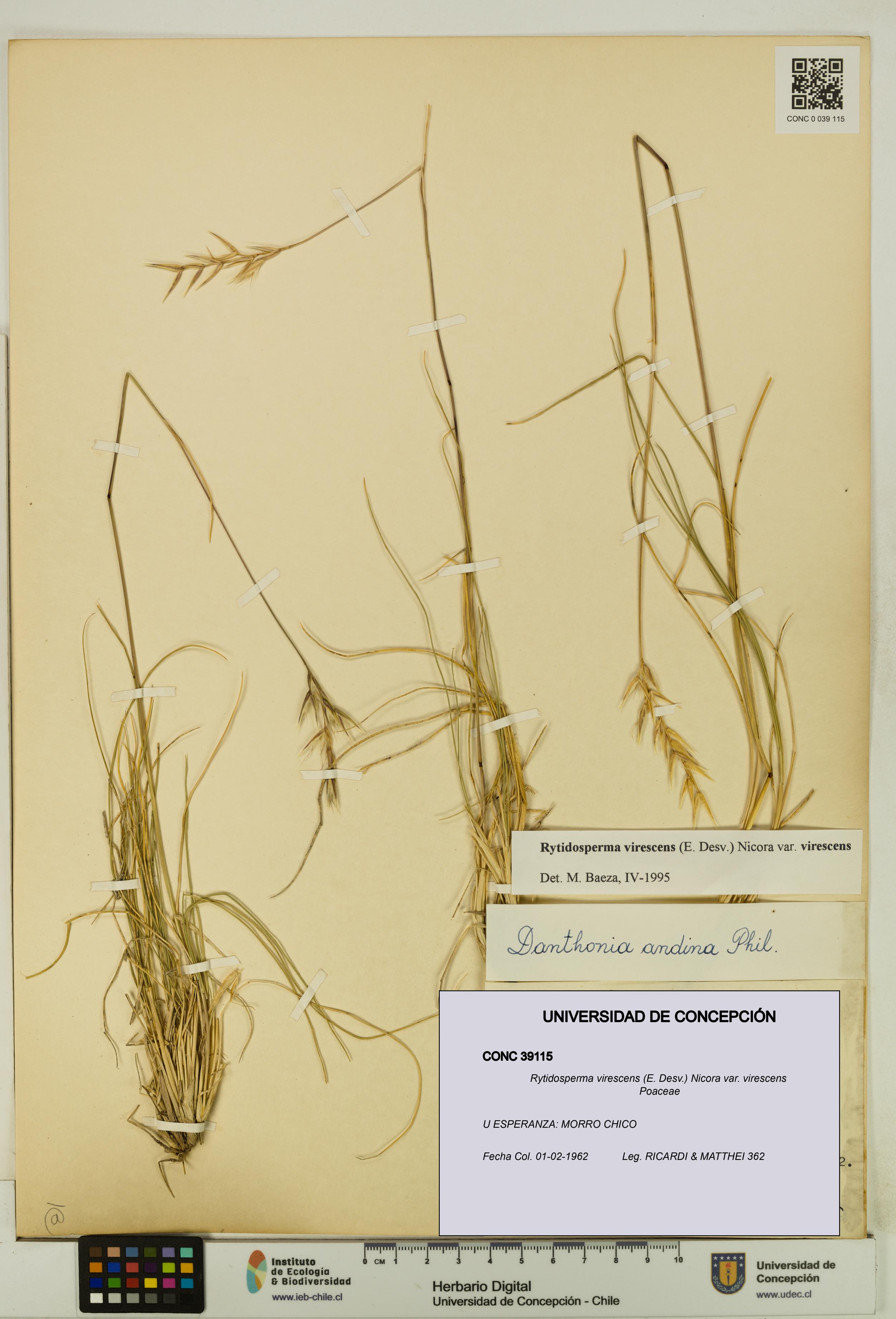Rytidosperma virescens var. virescens [Espécimen: UDEC:CONC:0039115]