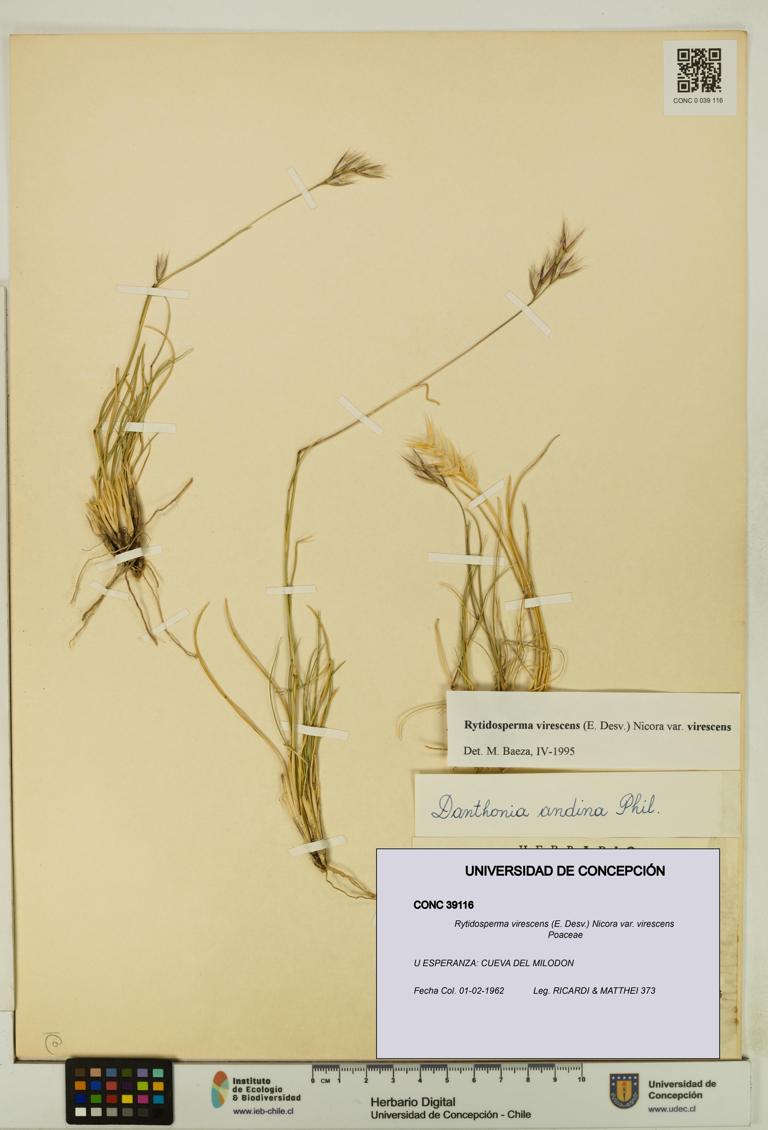Rytidosperma virescens var. virescens [Espécimen: UDEC:CONC:0039116]