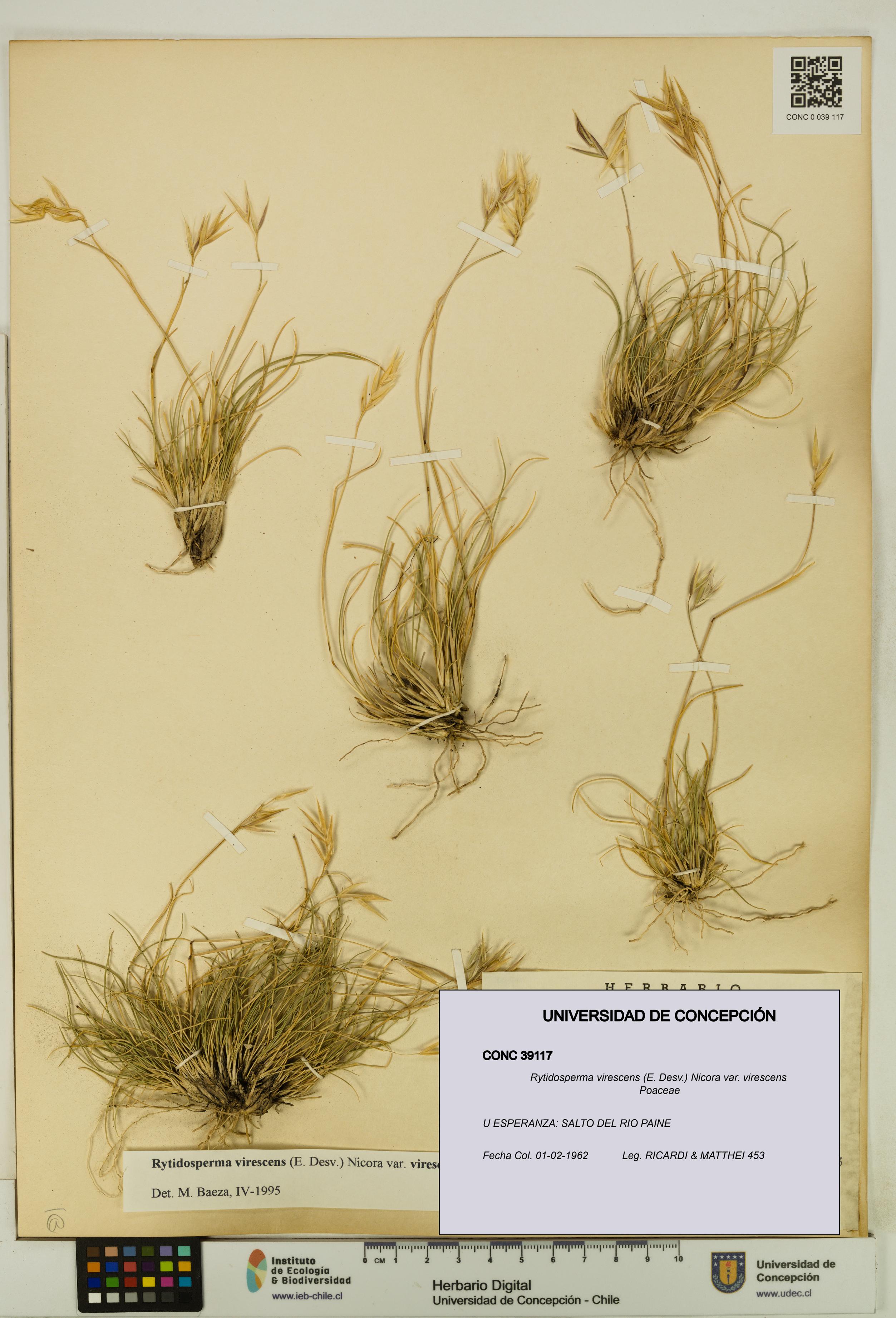 Rytidosperma virescens var. virescens [Espécimen: UDEC:CONC:0039117]