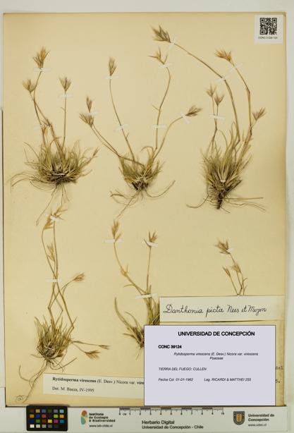 Rytidosperma virescens var. virescens [Espécimen: UDEC:CONC:0039124]
